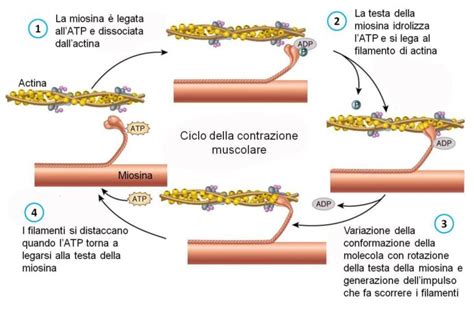 Struttura dell'actina e interazione con gli ASMA
