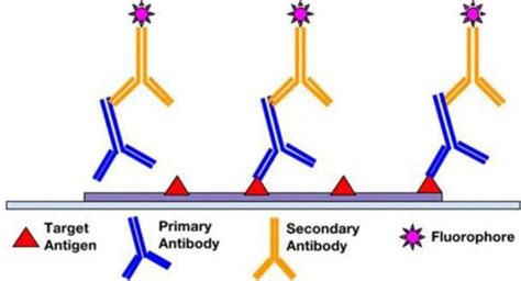 Diagramma del test di immunofluorescenza indiretta