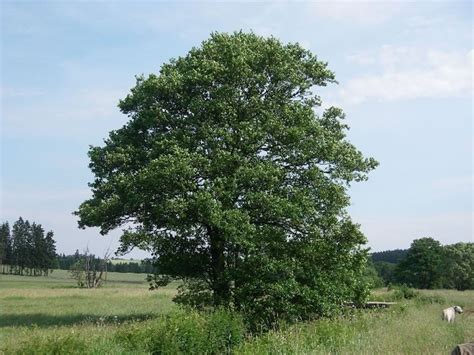 Immagine degli alberi di ontano nero (Verne)