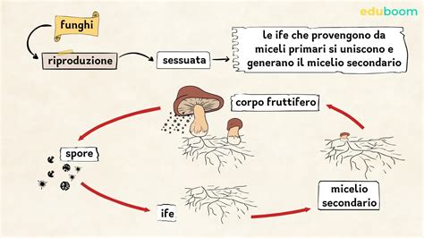 Diagramma evolutivo della riproduzione nei mammiferi