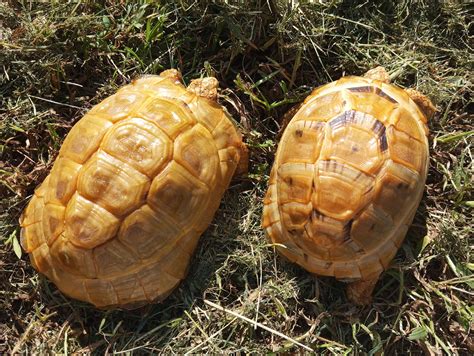 Grafico comparativo dell'investimento parentale tra specie con prole singola e multipla