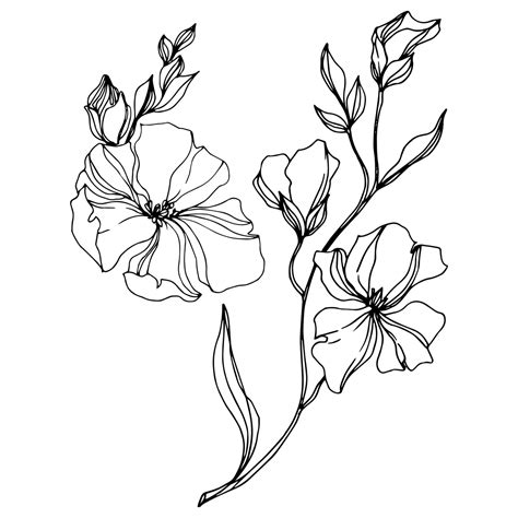 illustrazione scientifica delle proprietà degli oli vegetali sulla barriera cutanea