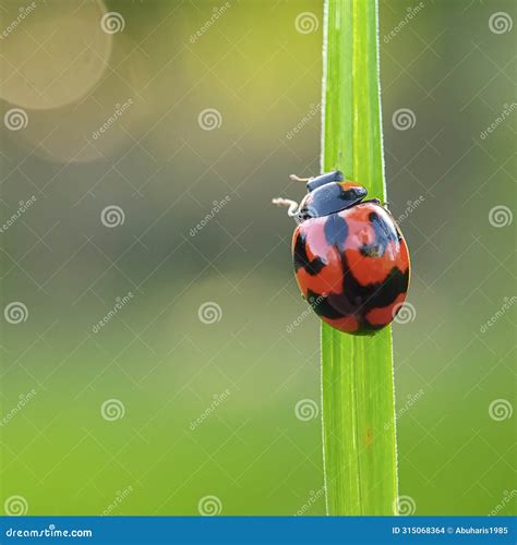 Cantante Agosti Coccinella