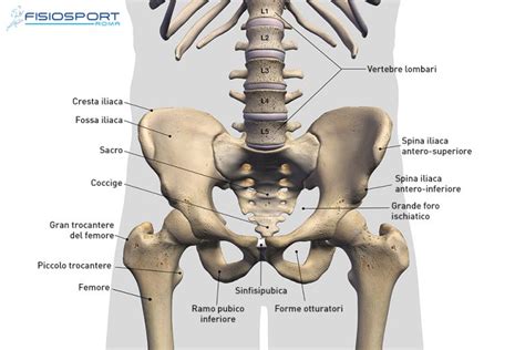 Scheletro umano con enfasi sulle ossa dell'anca e della colonna vertebrale