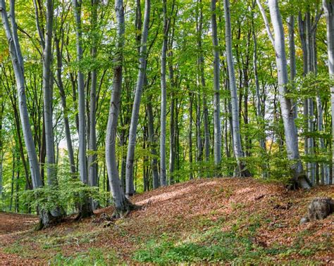 Tronchi di faggio in una foresta