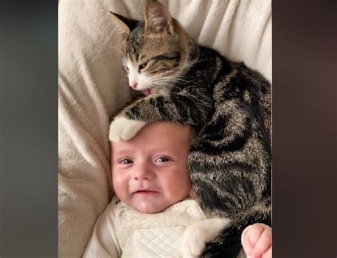 Neonato in culla con il gatto che osserva curiosamente e in sicurezza dall'esterno
