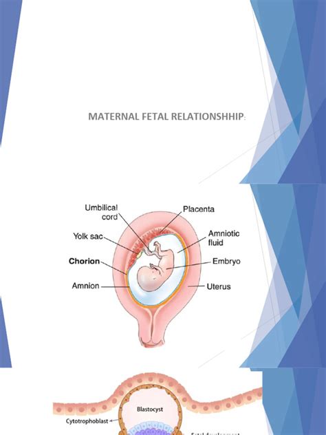 Overview of maternal-fetal interaction