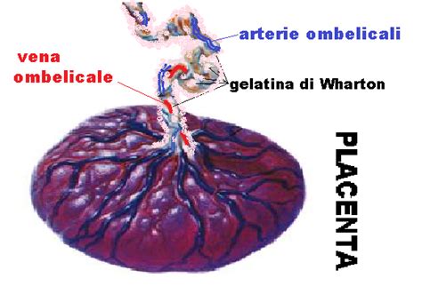illustrazione di un cordone ombelicale e una placenta con frecce che indicano la raccolta di sangue