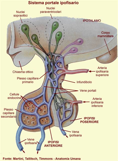 Struttura dell'ipofisi e produzione di ormoni