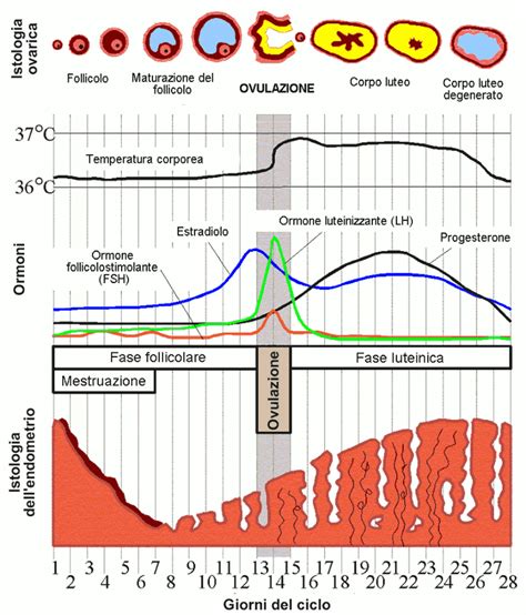 Diagramma della riserva ovarica e del ciclo mestruale