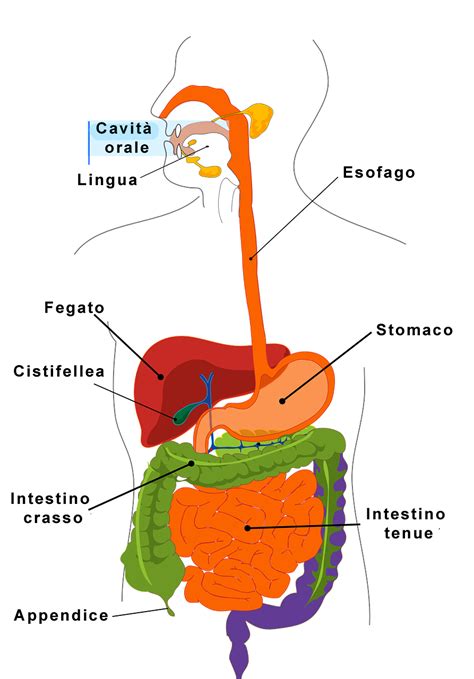 Diagramma della digestione dei lattanti