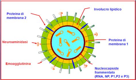 Rappresentazione di un virus influenzale