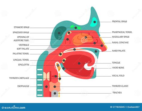 illustrazione schematica dell'anatomia nasale infantile e l'importanza dell'igiene