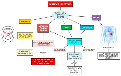 rappresentazione stilizzata dell'ecosistema microbico vaginale e del suo dialogo con il sistema immunitario
