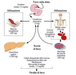 Diagramma del metabolismo del ferro nel corpo umano