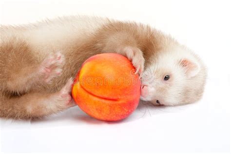 Furetto che gioca con una pallina
