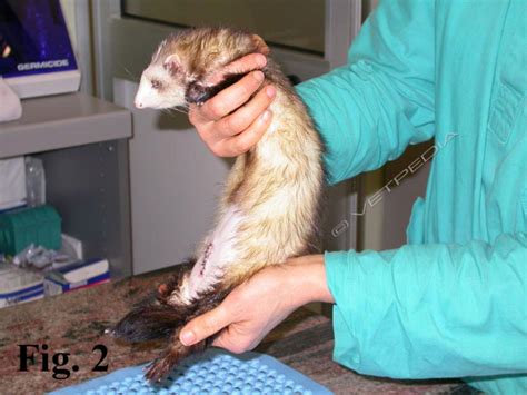 Furetto sottoposto a visita veterinaria