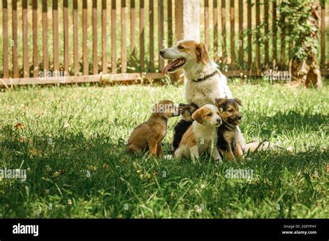 cane madre con cuccioli