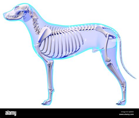 scheletro di cucciolo di cane