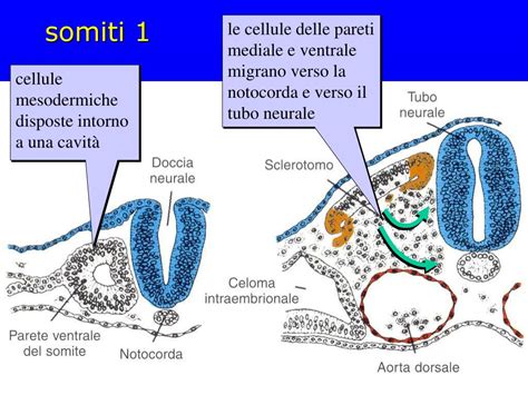 Dettaglio della formazione dei somiti nell'embrione