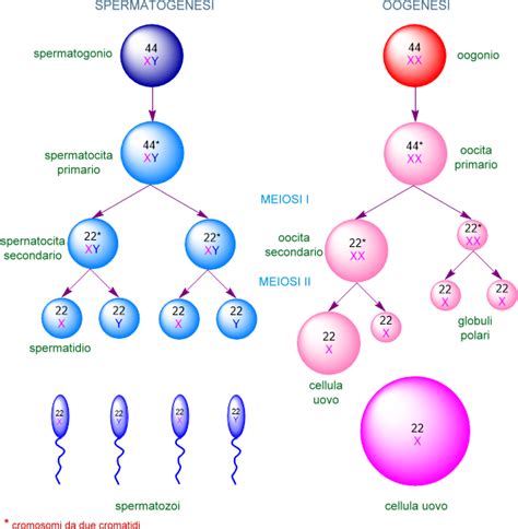 Diagramma della gametogenesi in vitro da cellule somatiche