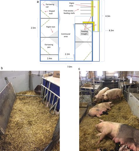 schema ormonale del parto nella scrofa