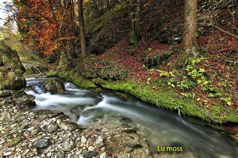 rappresentazione artistica di un ruscello che scorre dolcemente in un bosco notturno, evocando un senso di pace eterna