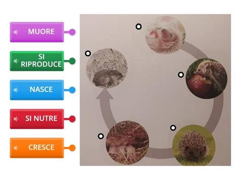schema del ciclo vitale del riccio di mare dal gamete all'embrione