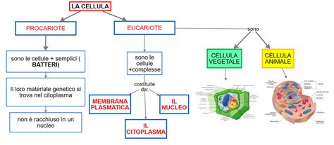 schema semplificato della struttura placentare e scambio di nutrienti