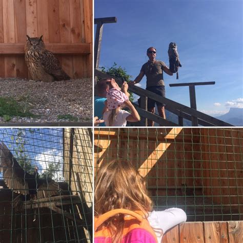 Uccelli al Centro Recupero Avifauna di Castel Tirolo