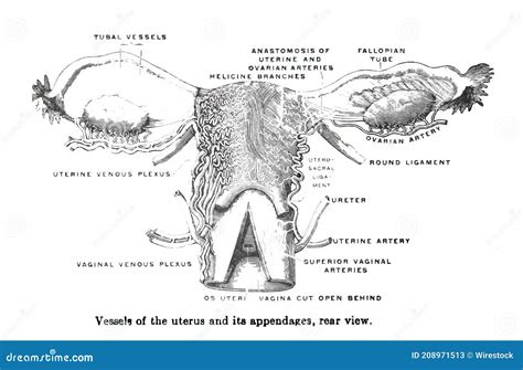 Struttura anatomica dell'utero
