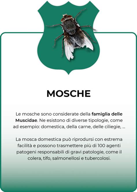 Tavola comparativa delle specie di mosche infestanti