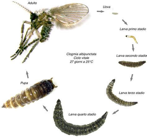 Dettaglio della mosca dei bagni (Clogmia albipunctata)