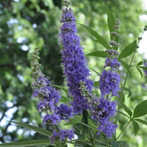 Pianta di Vitex Agnus Castus in fiore lungo un corso d'acqua mediterraneo