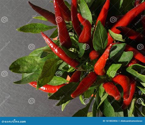 Pianta di peperoncino con frutti maturi
