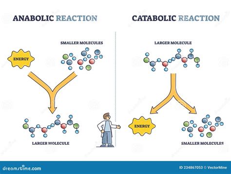 Diagramma sul funzionamento della capsaicina nel metabolismo