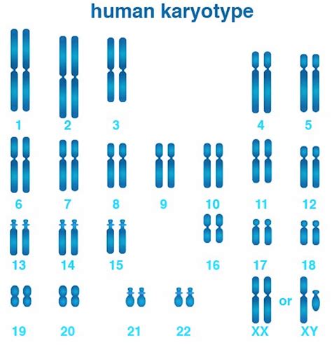 Human Karyotype chart