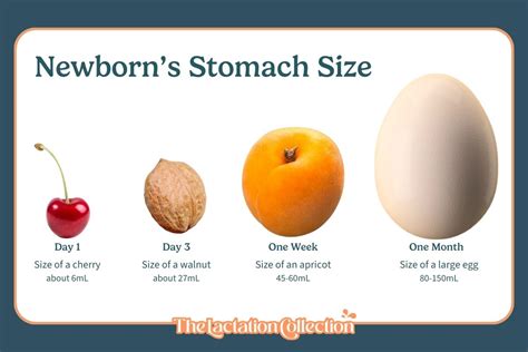 Stomach sizes of newborn baby