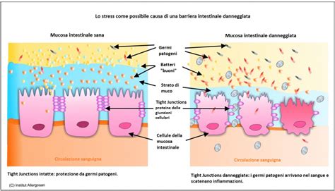 Diagramma della permeabilità tubarica e dell'utero