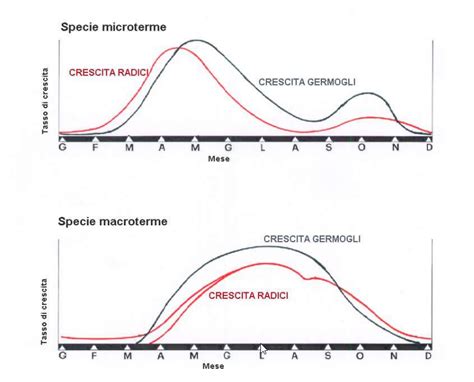 Diagramma comparativo tra crescita radicale di gramigna e specie microterme