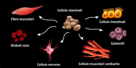 Immagine di microscopia di cellule staminali crioconservate