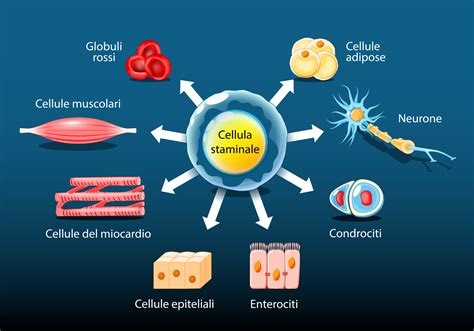 Infografica: Malattie trattabili con cellule staminali cordonali