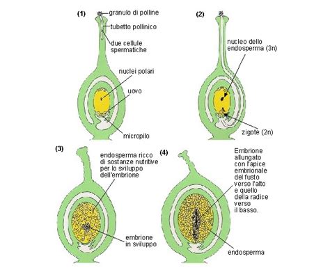 Schema della doppia fecondazione in una pianta angiosperma