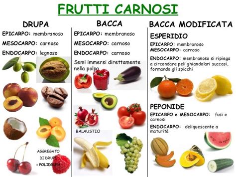 Diverse tipologie di frutti: drupa, bacca, pomo, capsula