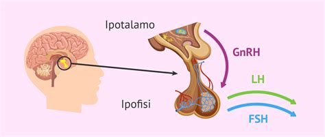 rappresentazione schematica dell'ipofisi e della secrezione ormonale