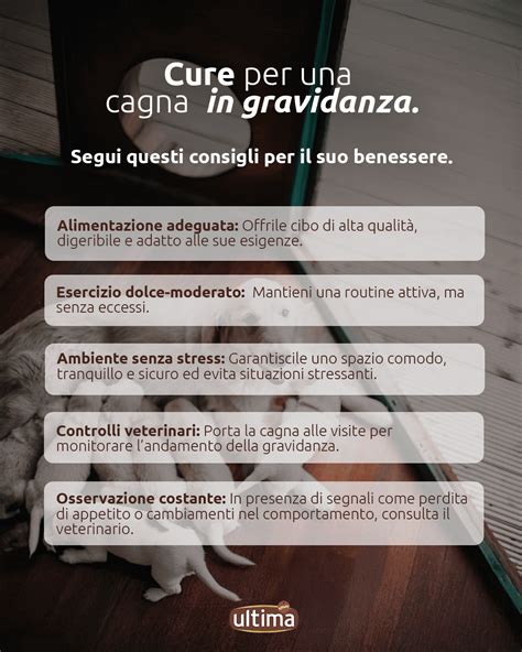 cura di una cagna gravida in ambiente domestico