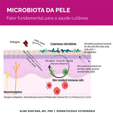 Illustrazione del microbioma cutaneo sano vs. alterato
