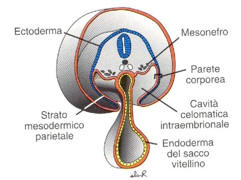Foglietti germinativi dell'embrione
