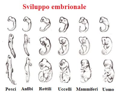 Sviluppo degli arti embrionali