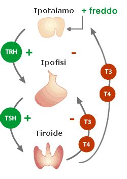 Diagramma interazione ormoni tiroidei e gravidanza